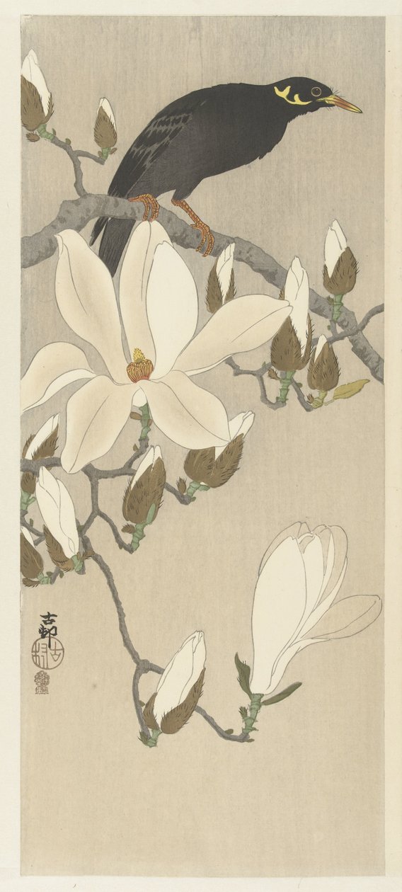 マグノリアの枝にいる九官鳥 作： 大原光子
