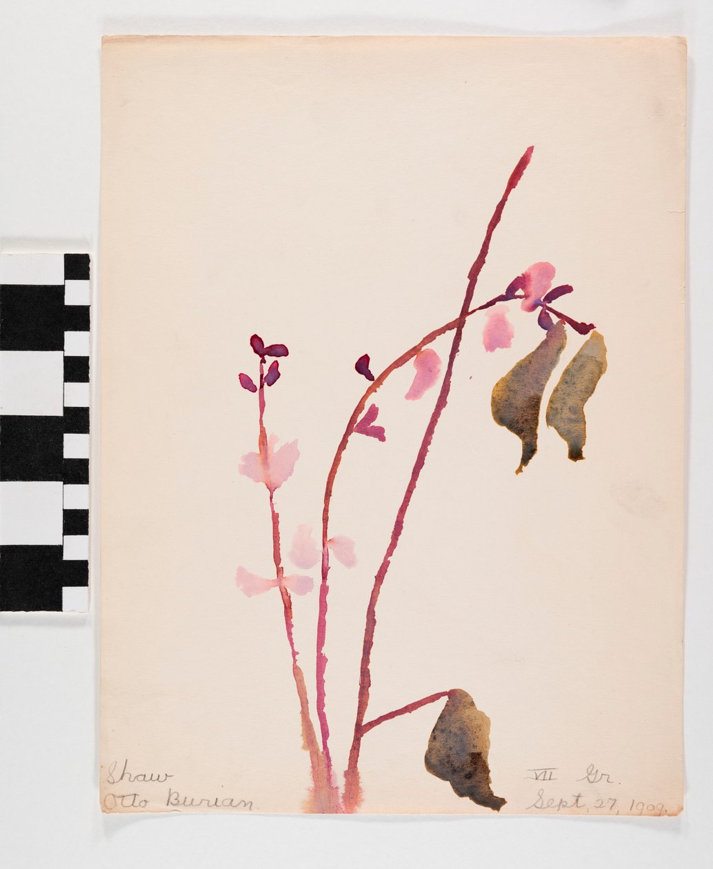 茶色の茎とピンクがかった花の紙に水彩 作： オットー・ブリアン