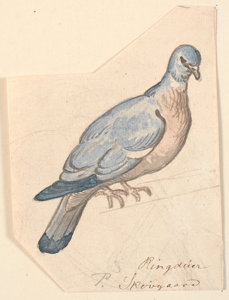 リング鳩。 作： PC Skovgaard