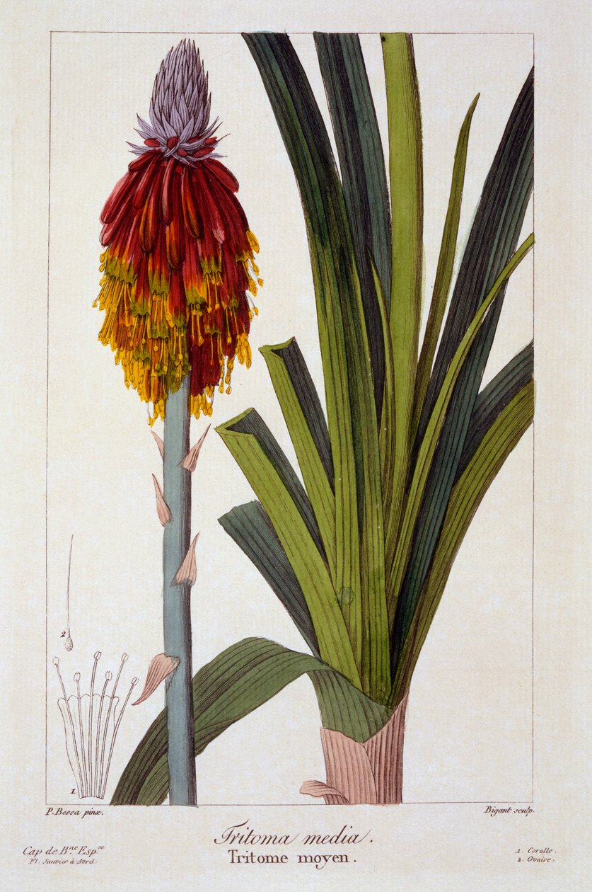 Kniphofia,  pub. 1836. 作： パナクレベッサ