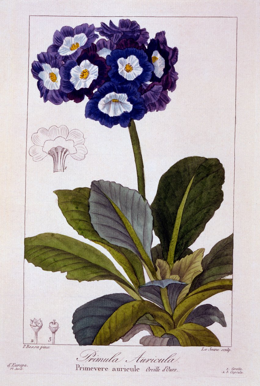 Primula auricula、パブ。 1836年。 作： パナクレベッサ