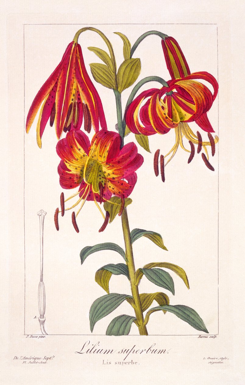 アメリカンタークスキャップリリー、1836年（手描きの彫刻） 作： パンクレース・ベッサ