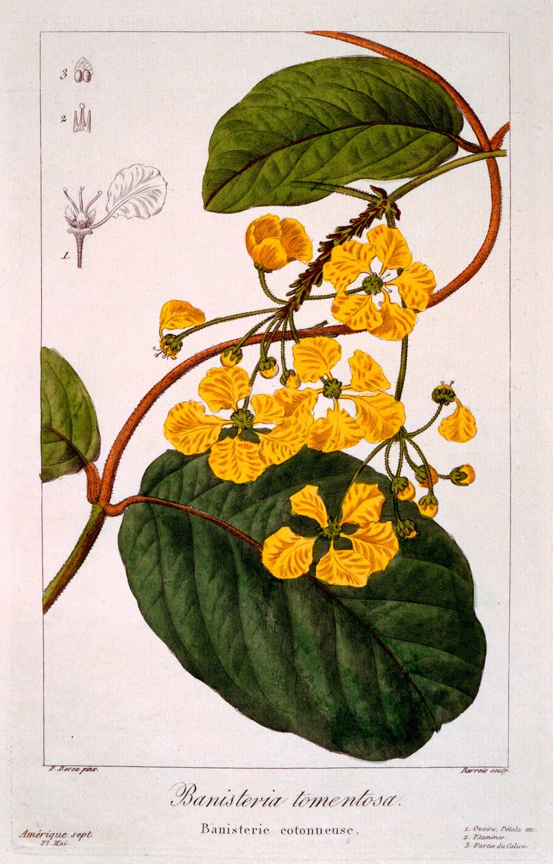 バニステリアトメントーサ、1836年（手描きの彫刻） 作： パンクレース・ベッサ