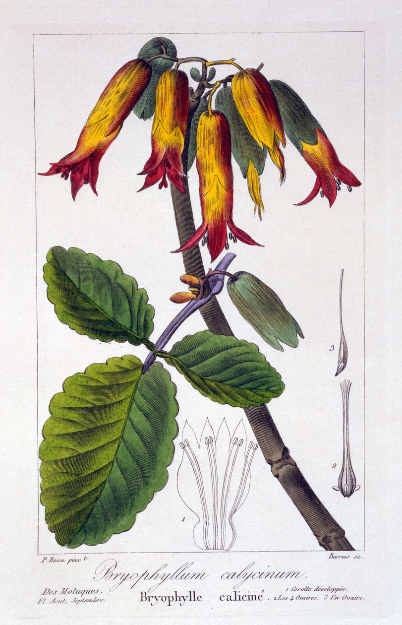 Bryophyllum calycinum、またはカランコエピンナータ、1836年（手描きの彫刻） 作： パンクレース・ベッサ