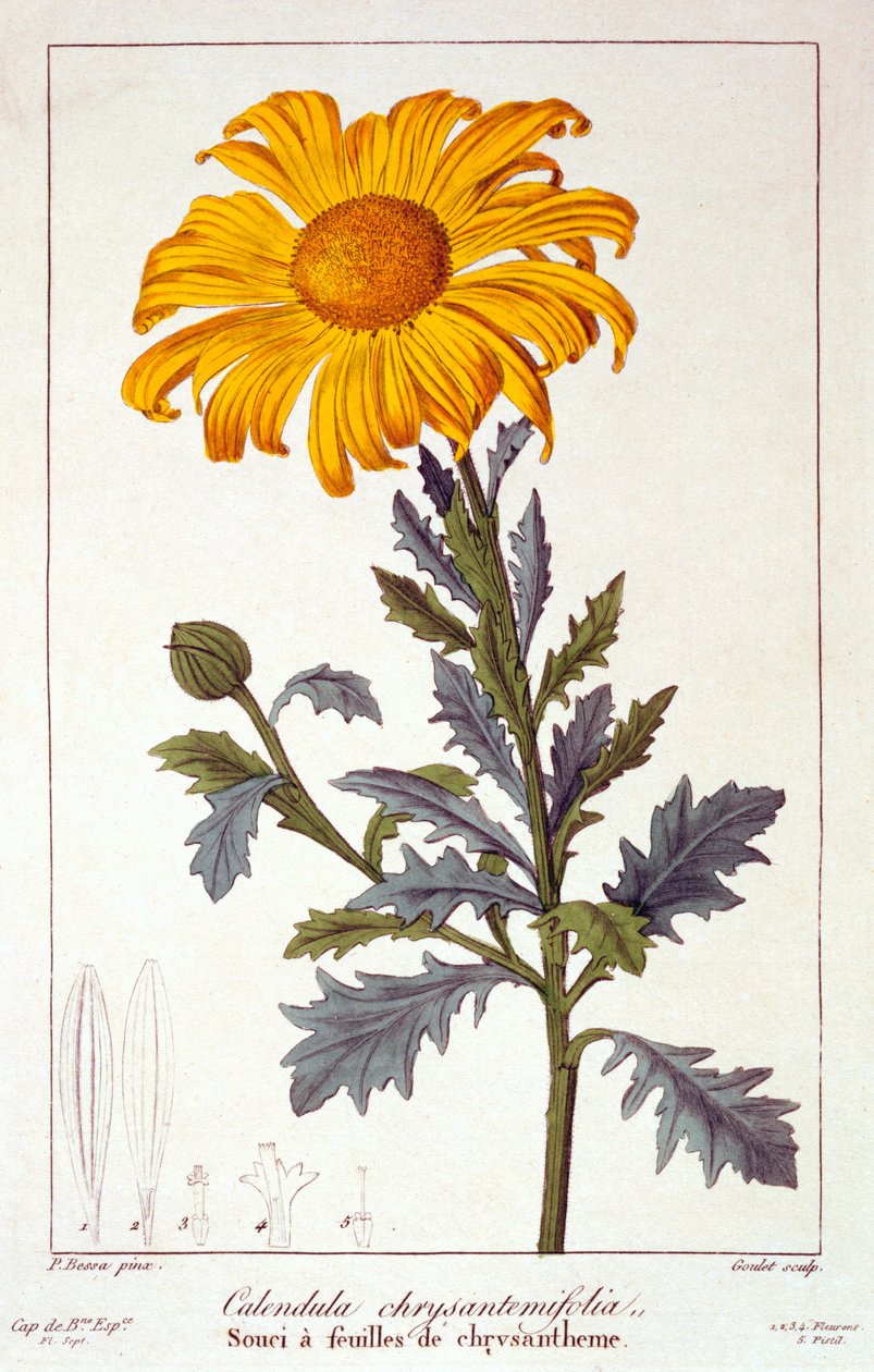 Calenudla officinalis、またはポットマリーゴールド、1836年（手描きの彫刻） 作： パンクレース・ベッサ