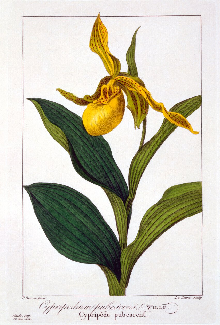 Cypripedium、1836年（手彩色の彫刻） 作： パンクレース・ベッサ