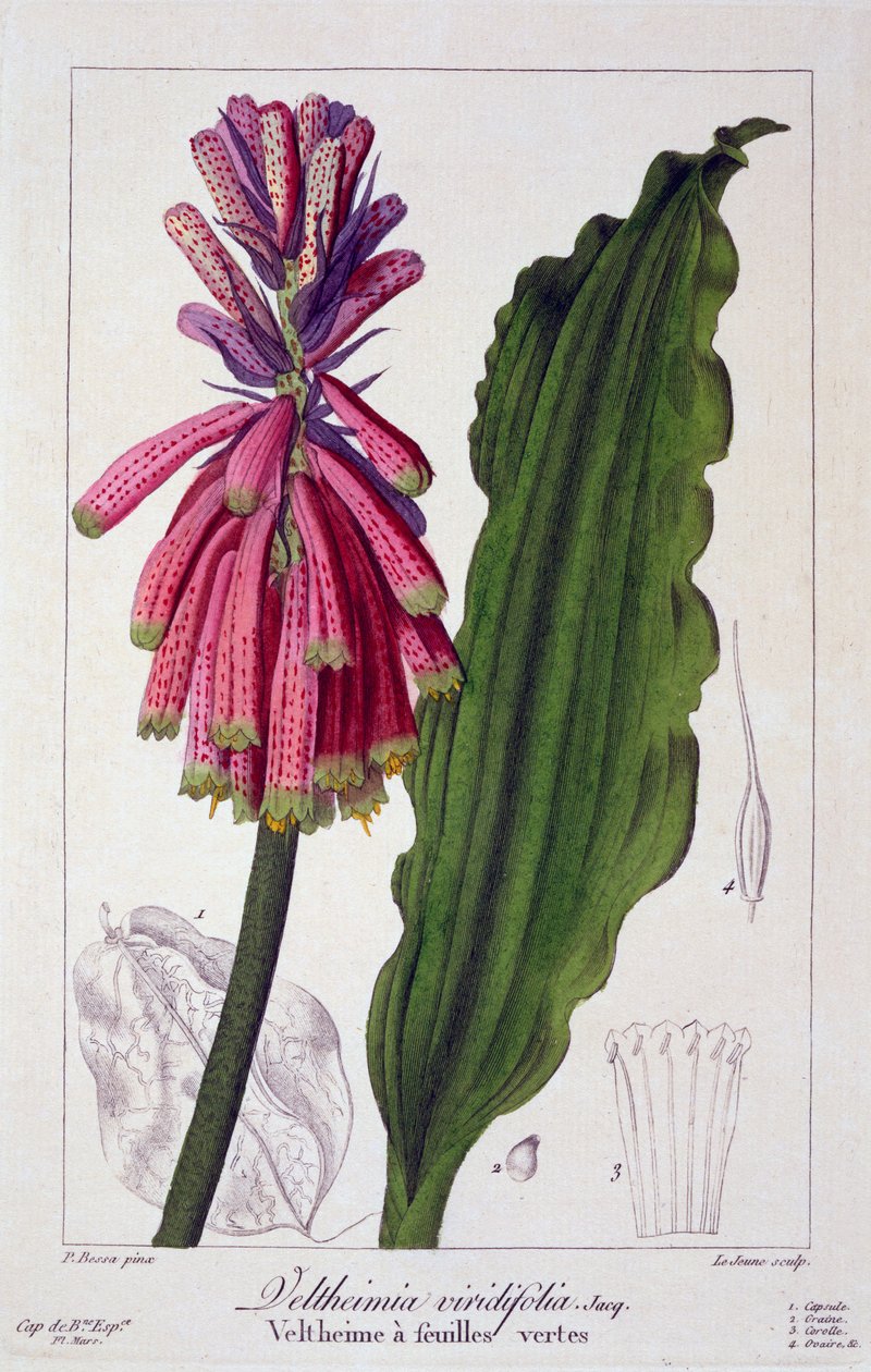 Veltheimia viridifolia、1836（手塗りの彫刻） 作： パンクレース・ベッサ