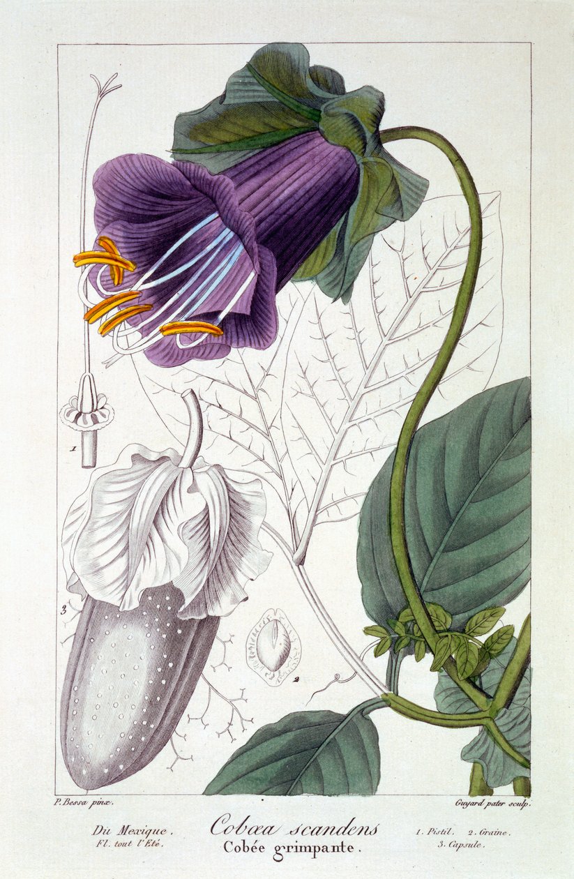 Cobaea scandens、1836（手塗りの彫刻） 作： パンクレース・ベッサ