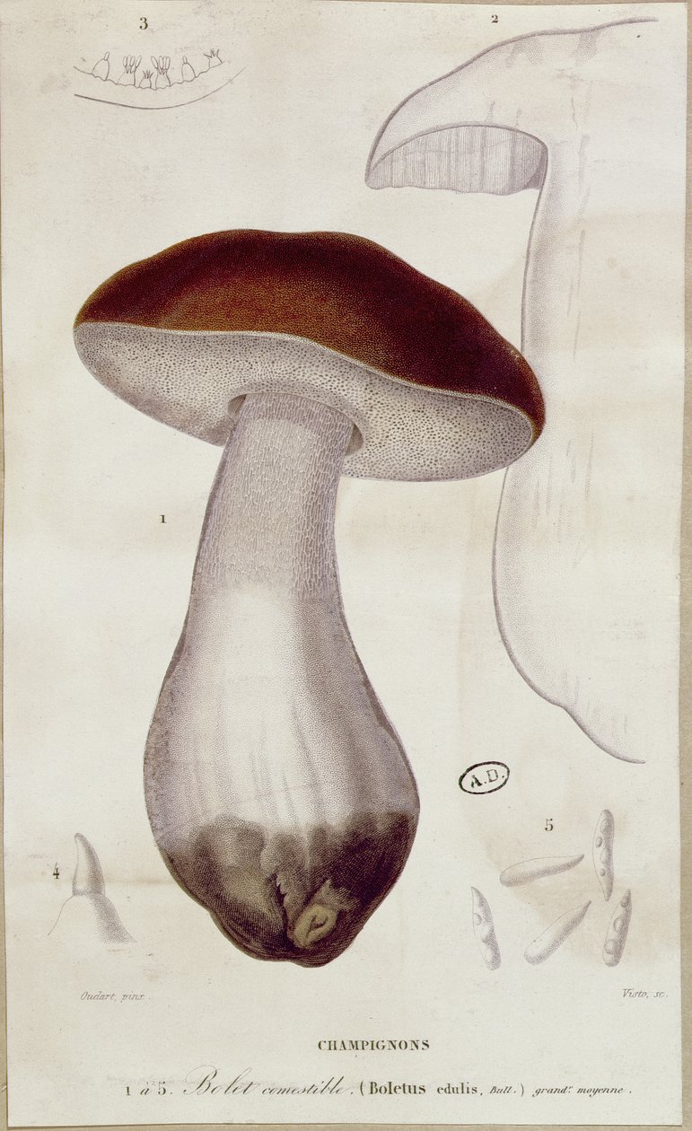 Boletus edulis、ジャンジャックポーレ（1740-1826）による「Traite des Champignons」のエディションのイラスト 作： ポール・ルイス・オウダート