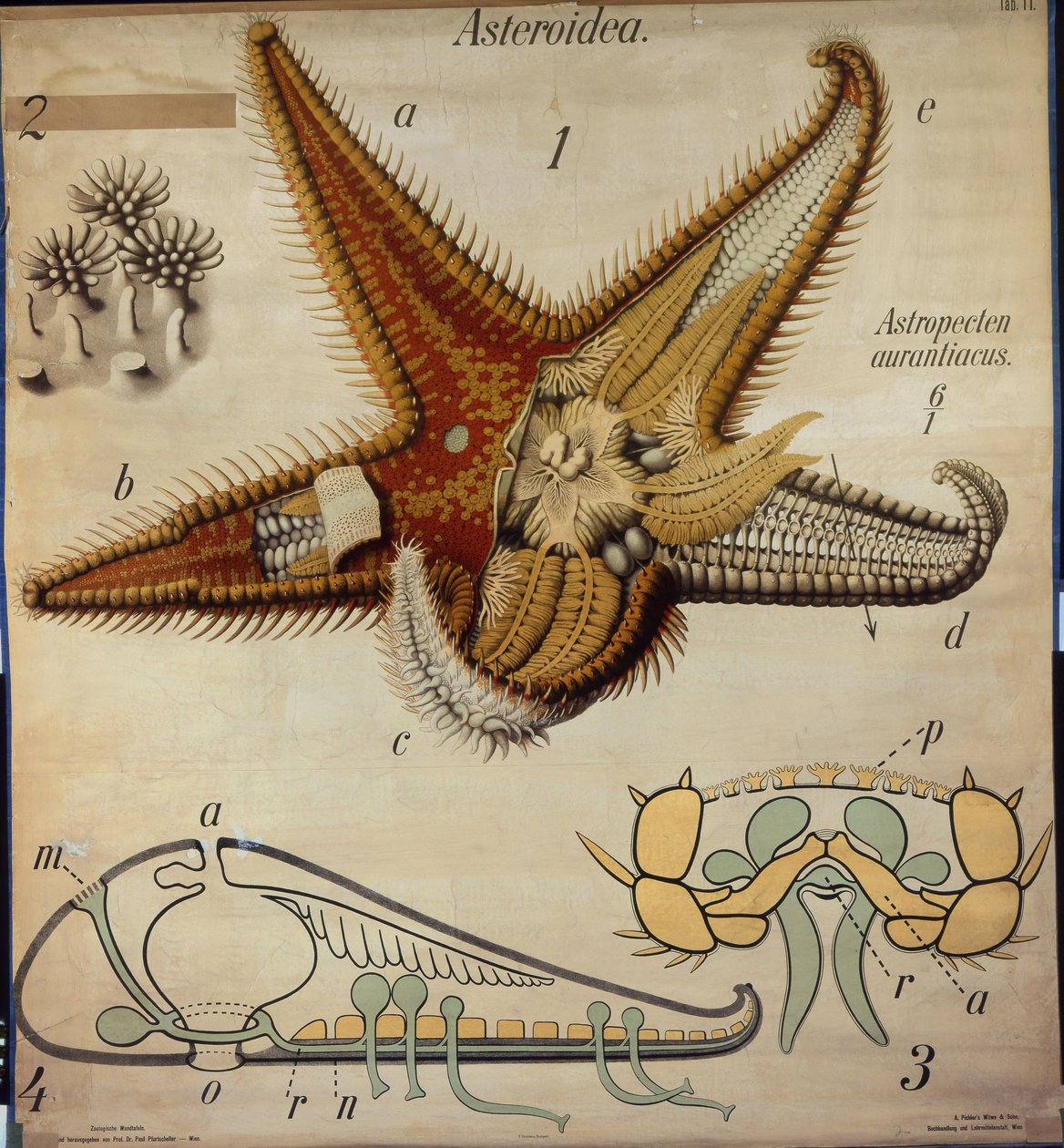 Astropecten、No。11、プフルトシェラーの動物学的ウォールチャート 作： ポール・プフルトシェラー