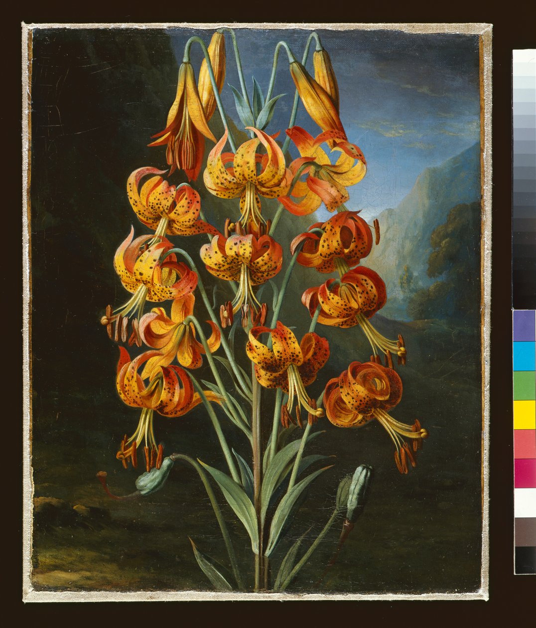 RJソーントンのために描かれたリリウムスーパーバム `植物相の寺院、c.1798 作： フィリップ・レイナグル