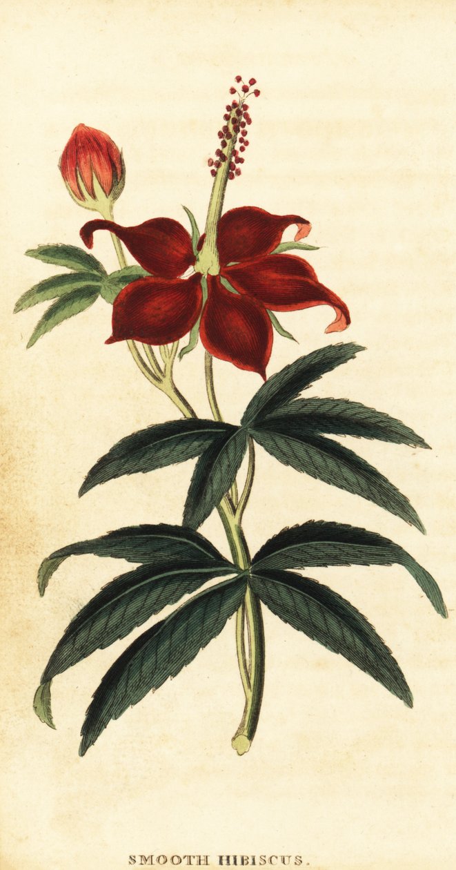 Turkcap、Malvaviscus arboreus.、1800年（彫刻） 作： フィリップミラー