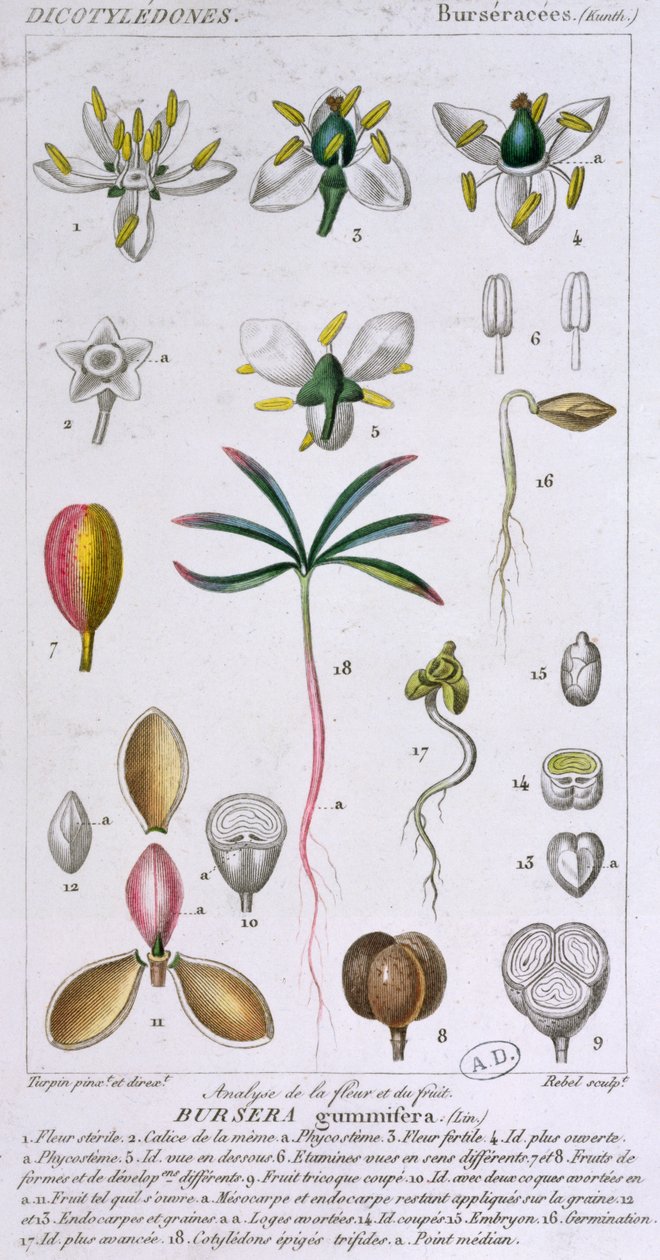 Bursera Gummifera、Rebel c.1810-20で彫刻（カラー彫刻） 作： ピエールジャンフランソワターピン