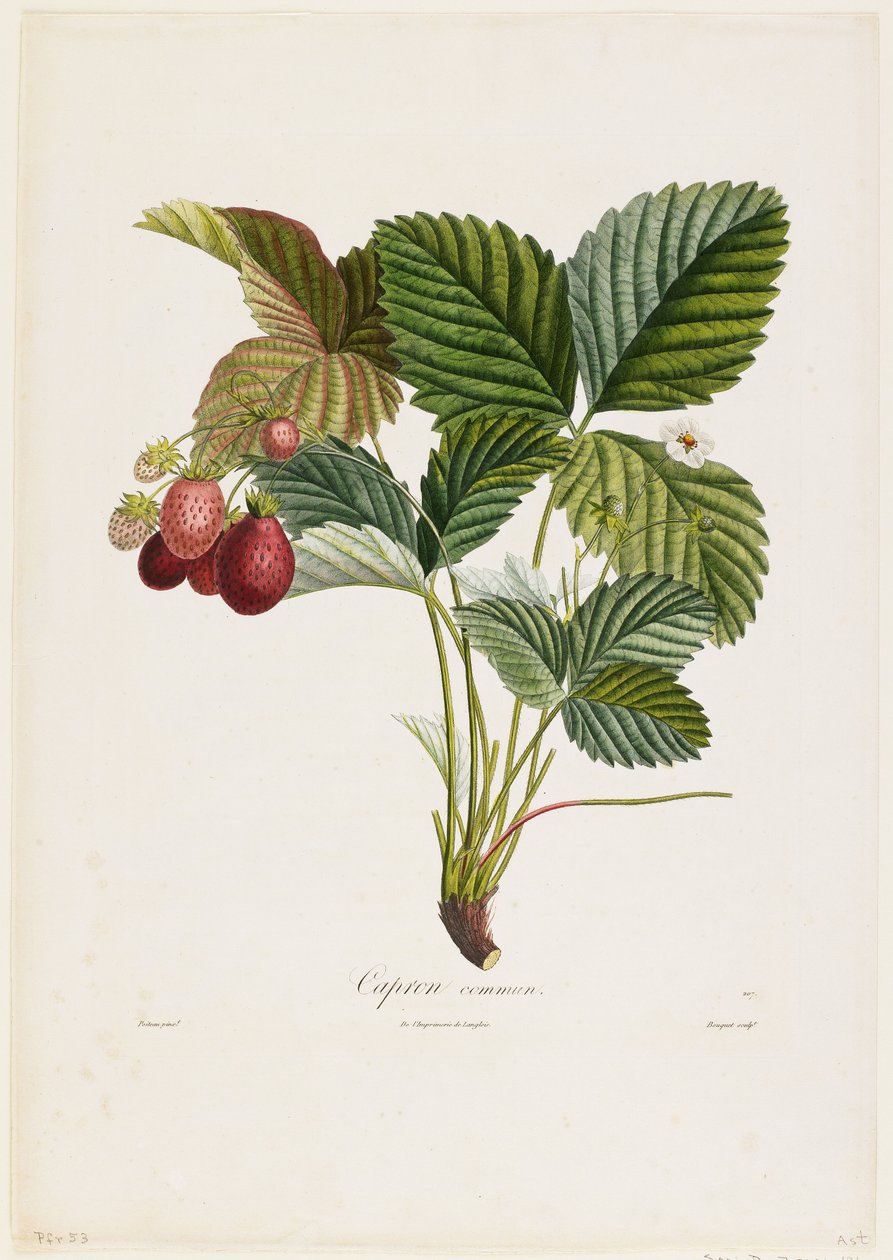 一般的なカプロン。 （イチゴ）、Traite des Arbres Fruitiers、1807-35（手彩色のスティプル彫刻） 作： ピエールジャンフランソワターピン