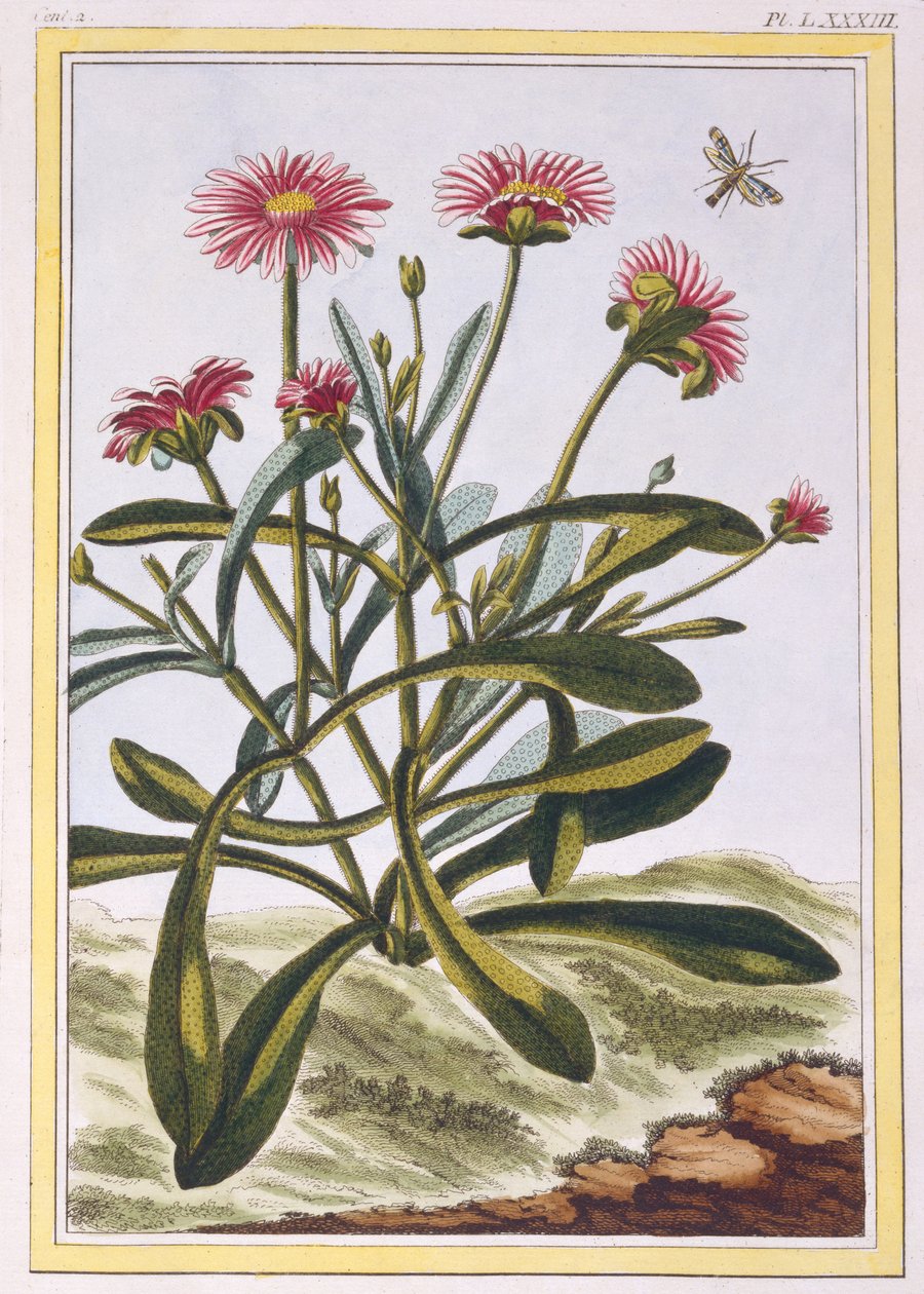 La Ficode d&39;AfriqueまたはMesembryanthemum、c.1776（手彩色の彫刻） 作： ピエールジョセフブチョス