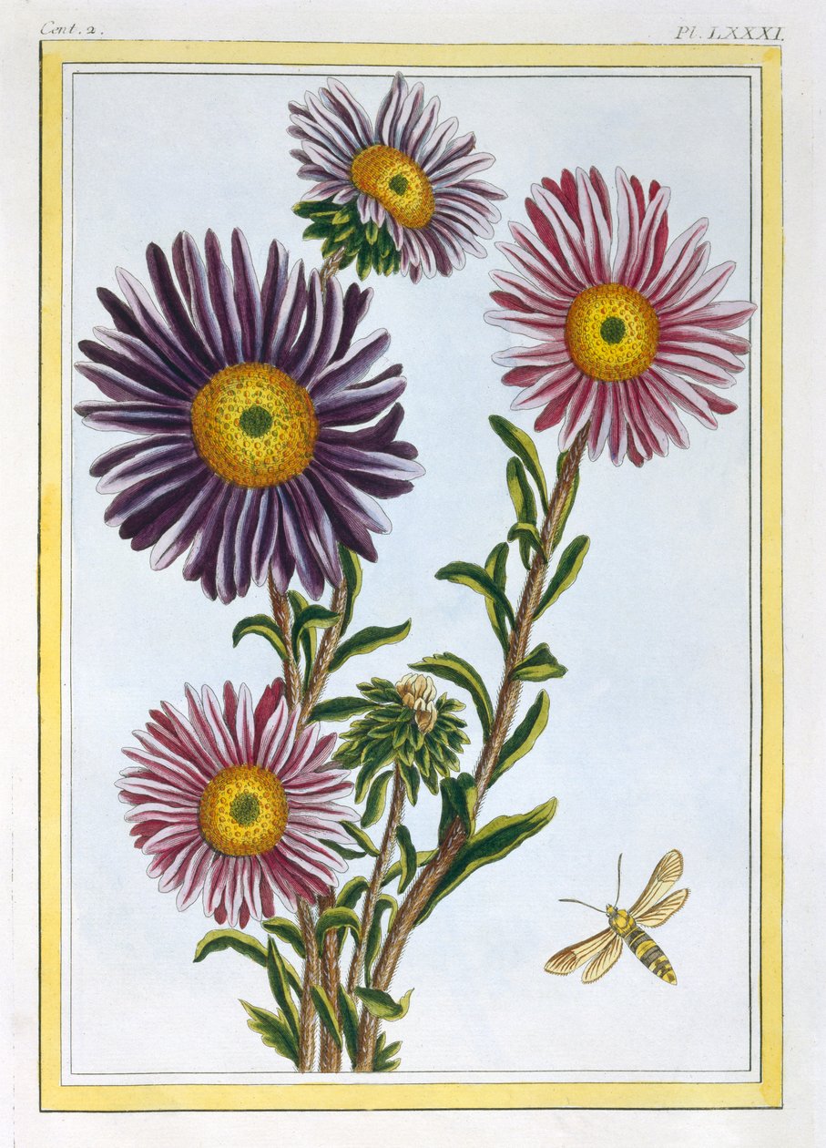 Livingstone Daisy Dorothanthus、c.1776（手描きの彫刻） 作： ピエールジョセフブチョス