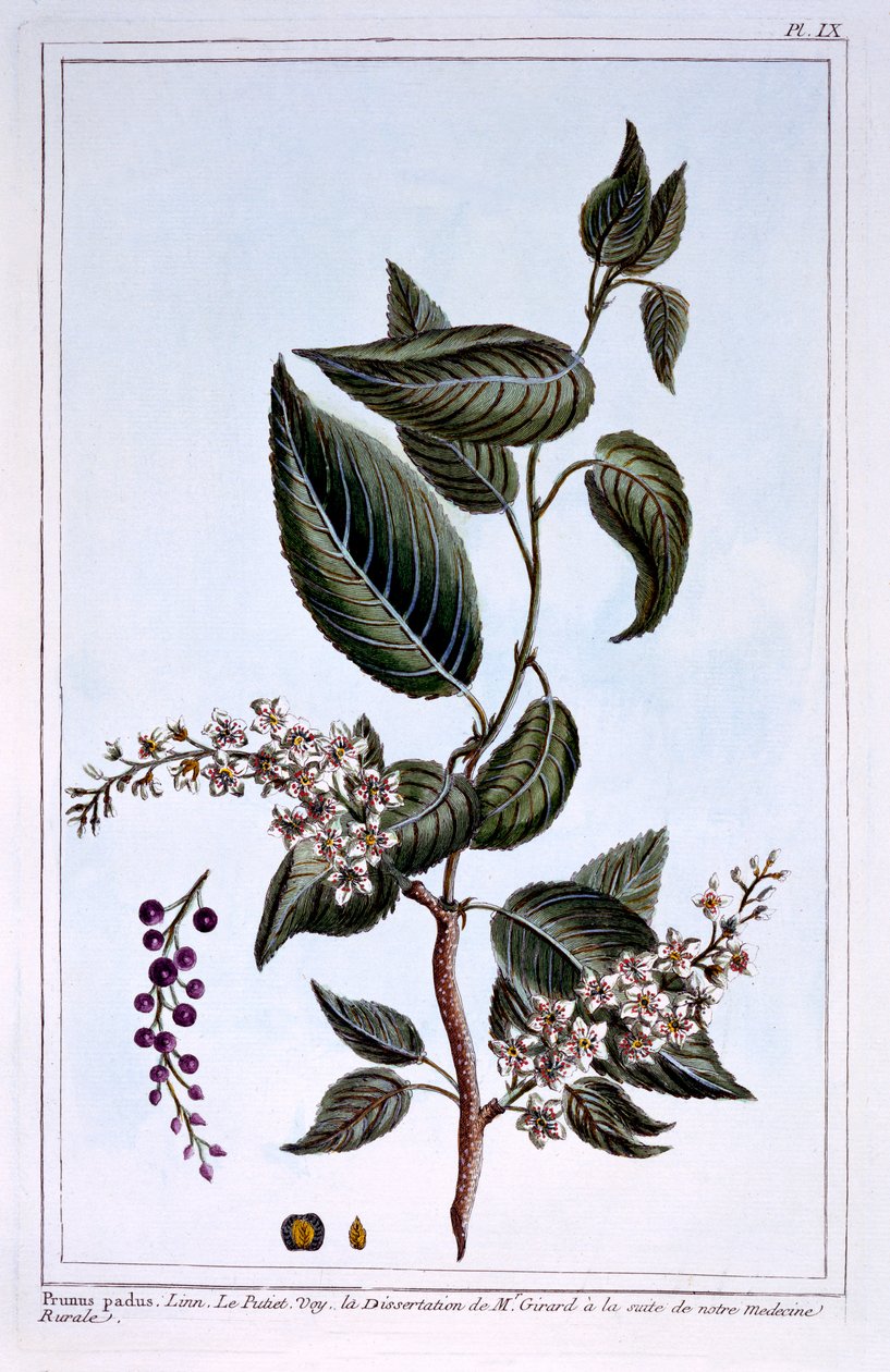 Prunus padusまたはBird Cherry、ピエールジョセフブチョーズによる「コレクションプレシャスおよびエンルミニーデフローラ」のイラスト、1776年発行 作： ピエールジョセフブチョス