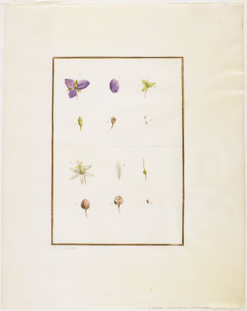 植物の解剖：スパイダーワートとセナ、c.1778-90（紙とグラファイト付き） 作： ピエール・ジョゼフ・ルドゥーテ