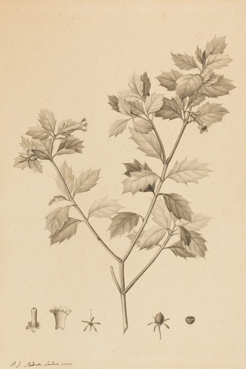 Desfonainia Spinosa、1787年（ブラシと紙に灰色のウォッシュのポイント、カードに記載） 作： ピエール・ジョゼフ・ルドゥーテ