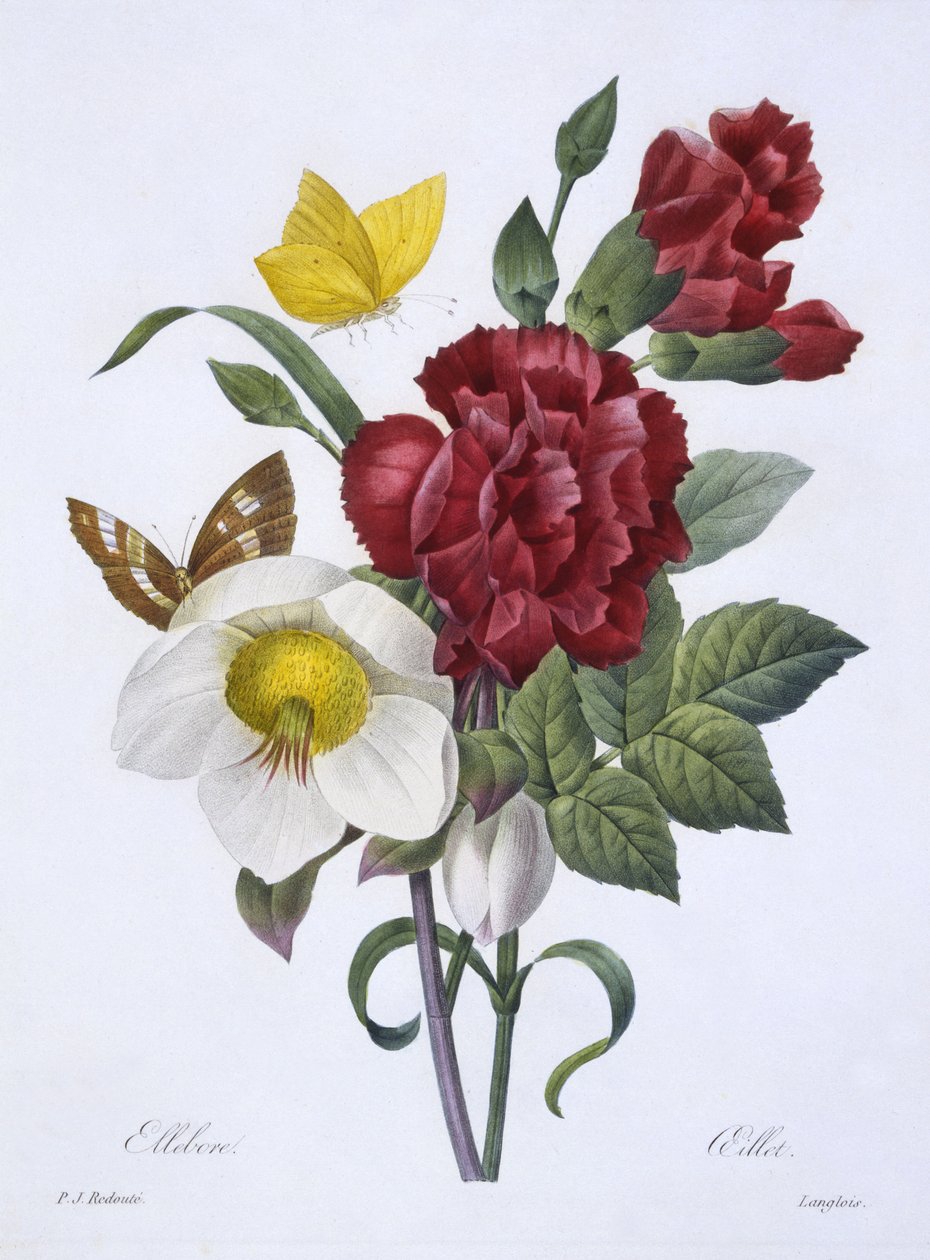 Elhobore et Oeillet、「Choix des plus belles fleurs」より、1829年にパリで公開（手塗りの彫刻） 作： ピエール・ジョゼフ・ルドゥーテ