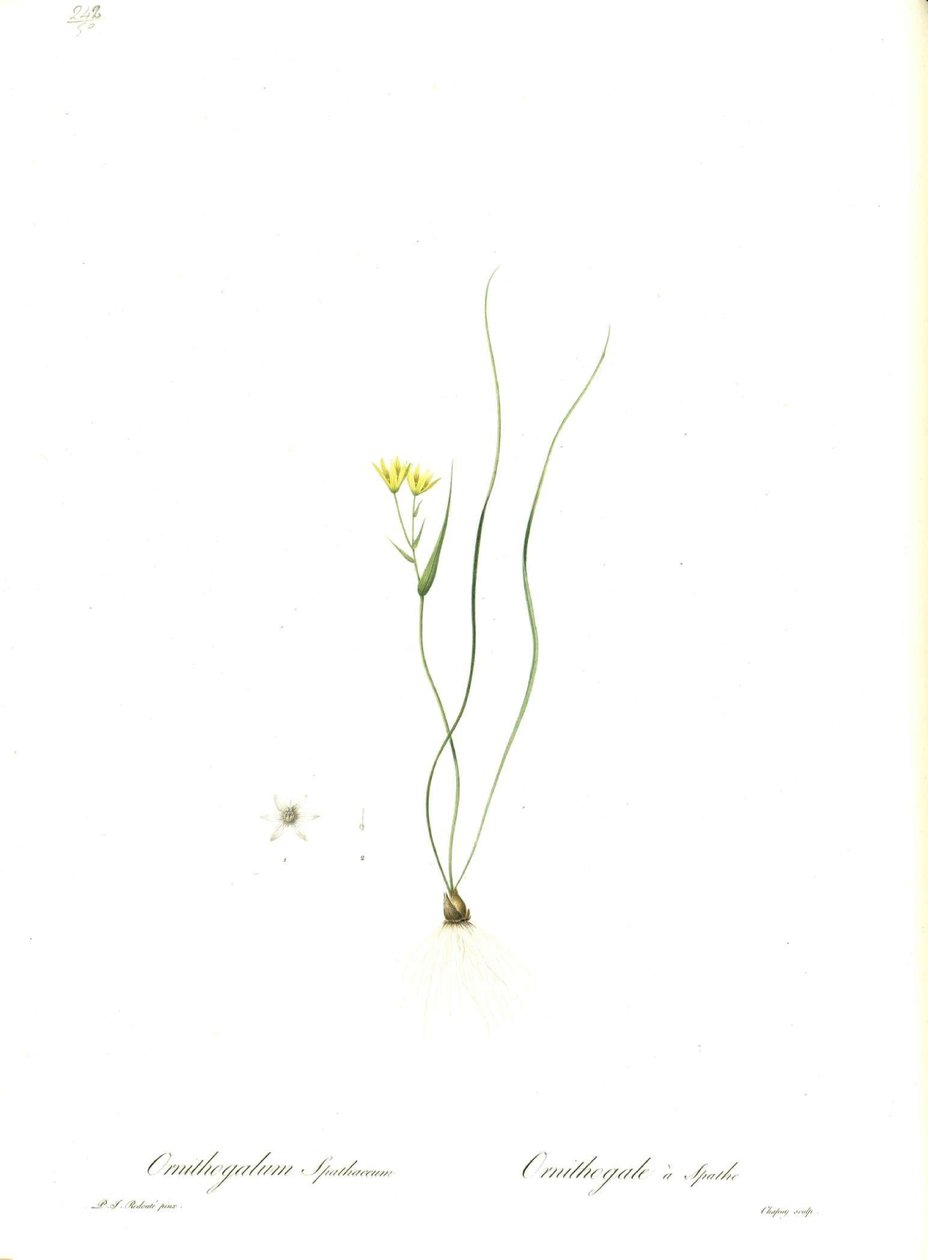 Gagea spathacea（Orig。Ornithogalum spathaceum）のイラスト 作： ピエール・ジョゼフ・ルドゥーテ