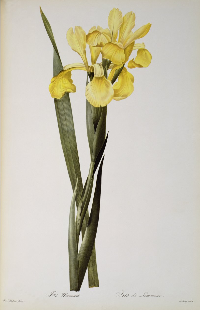 Iris Monnieri、「Les Liliacees」より、1808 作： ピエール・ジョゼフ・ルドゥーテ