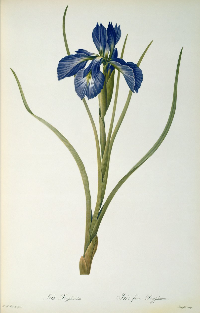 Iris Xyphioides、 `Les Liliacees &39;から、1808 作： ピエール・ジョゼフ・ルドゥーテ