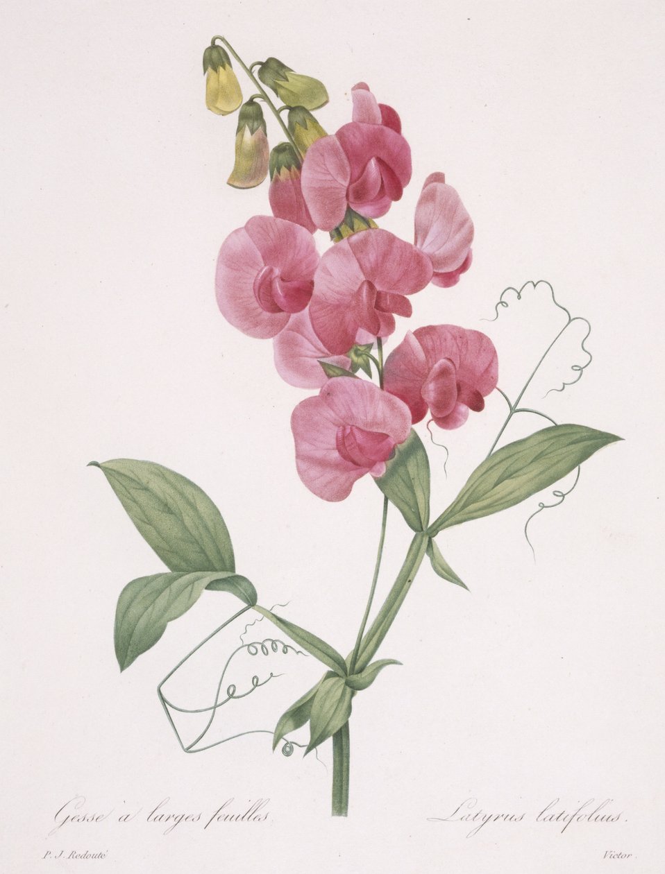 Lathyrus latifolius（エバーラスティングエンドウ）、1827 作： ピエール・ジョゼフ・ルドゥーテ