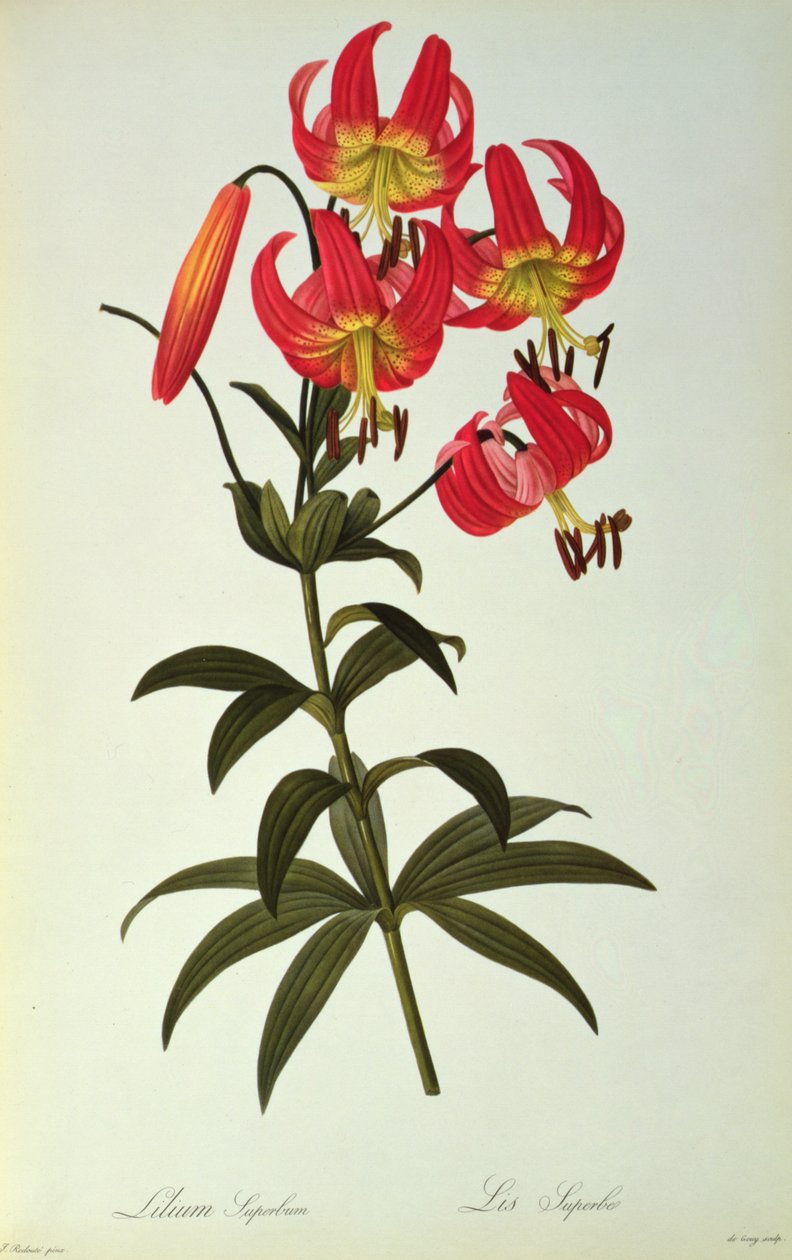 `レLiliacearum、1805年からリリーの誇り、 作： ピエール・ジョゼフ・ルドゥーテ