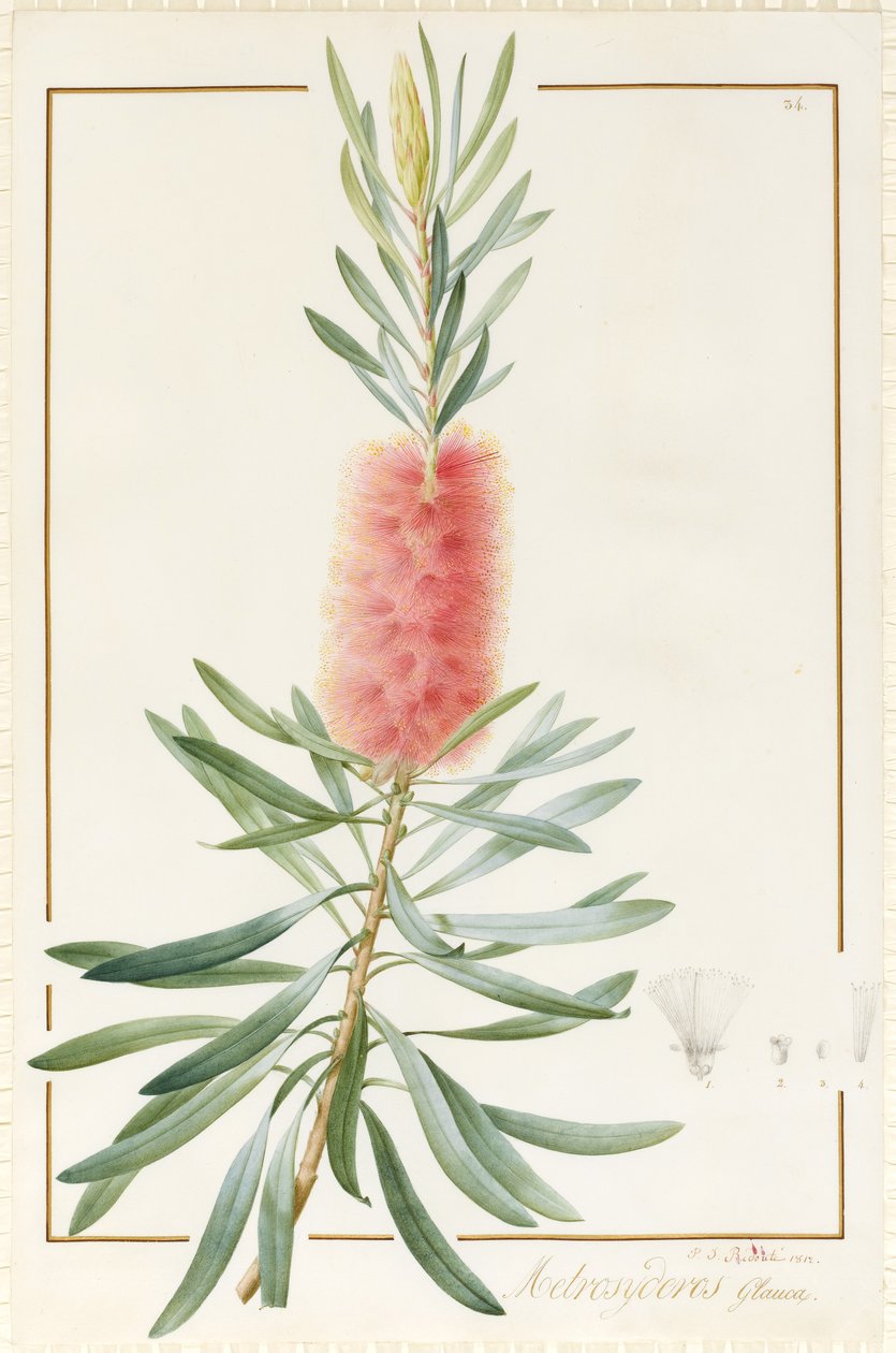 Metrosyderos Glauca、1812（ベラム上のグラファイト上のトイレと体の色） 作： ピエール・ジョゼフ・ルドゥーテ