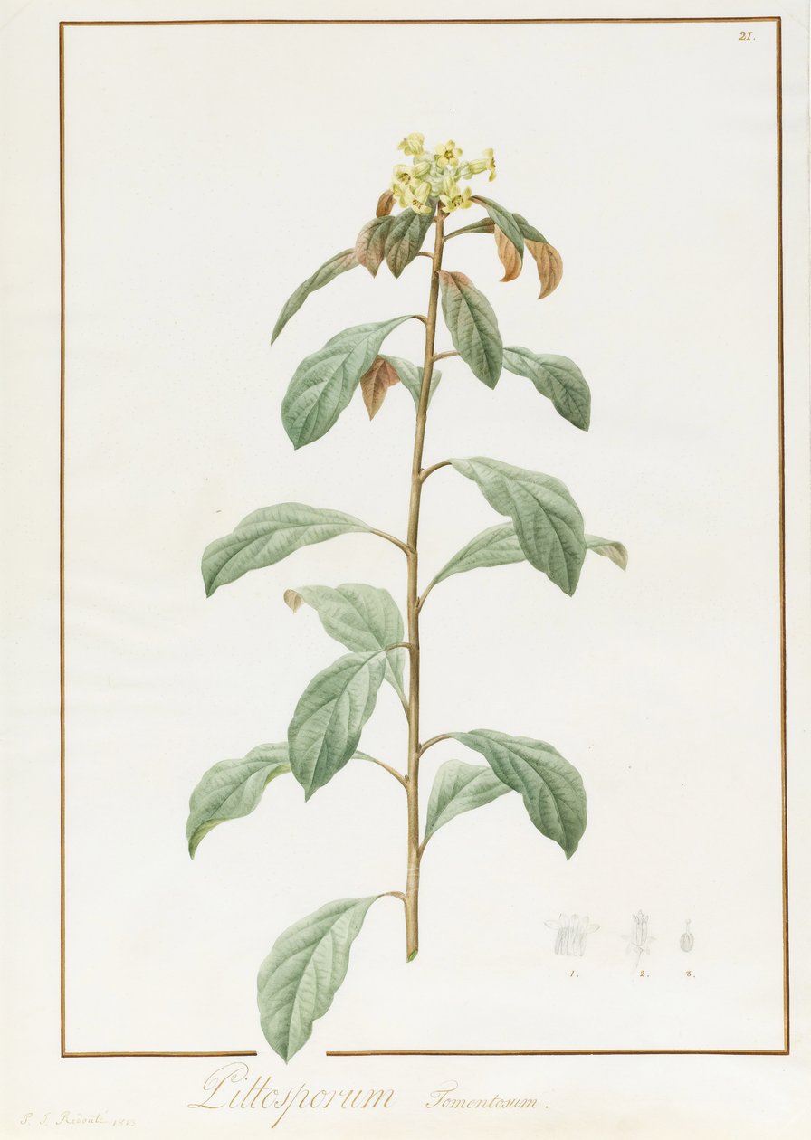 パイオニアムータンvar。 B. Paeonia Suffruticosa、1812（ベラムの痕跡量のグラファイトにアラビアゴムを加えたトイレ） 作： ピエール・ジョゼフ・ルドゥーテ