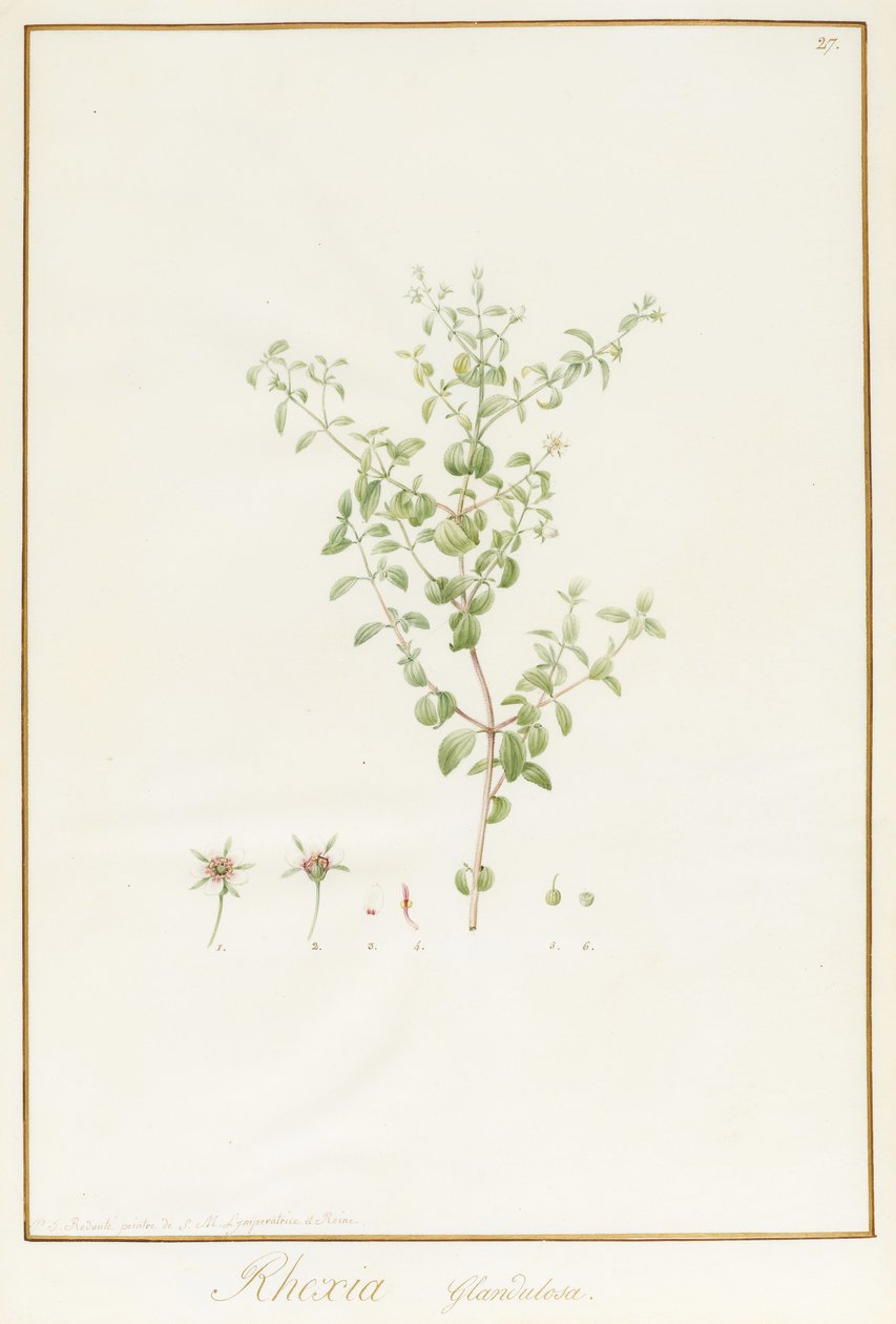 Rhexia Glandulosa（ベラム上の微量のグラファイト上のトイレと体の色） 作： ピエール・ジョゼフ・ルドゥーテ