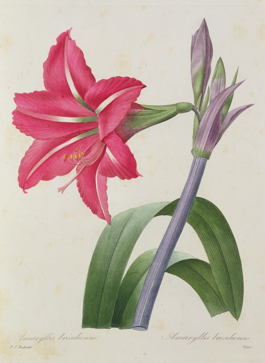 アマリリスbresiliensis（ブラジルアマリリス）、ビクターによって彫刻された、「Choix des Plus Belles Fleur」、1827-33年 作： ピエール・ジョゼフ・ルドゥーテ