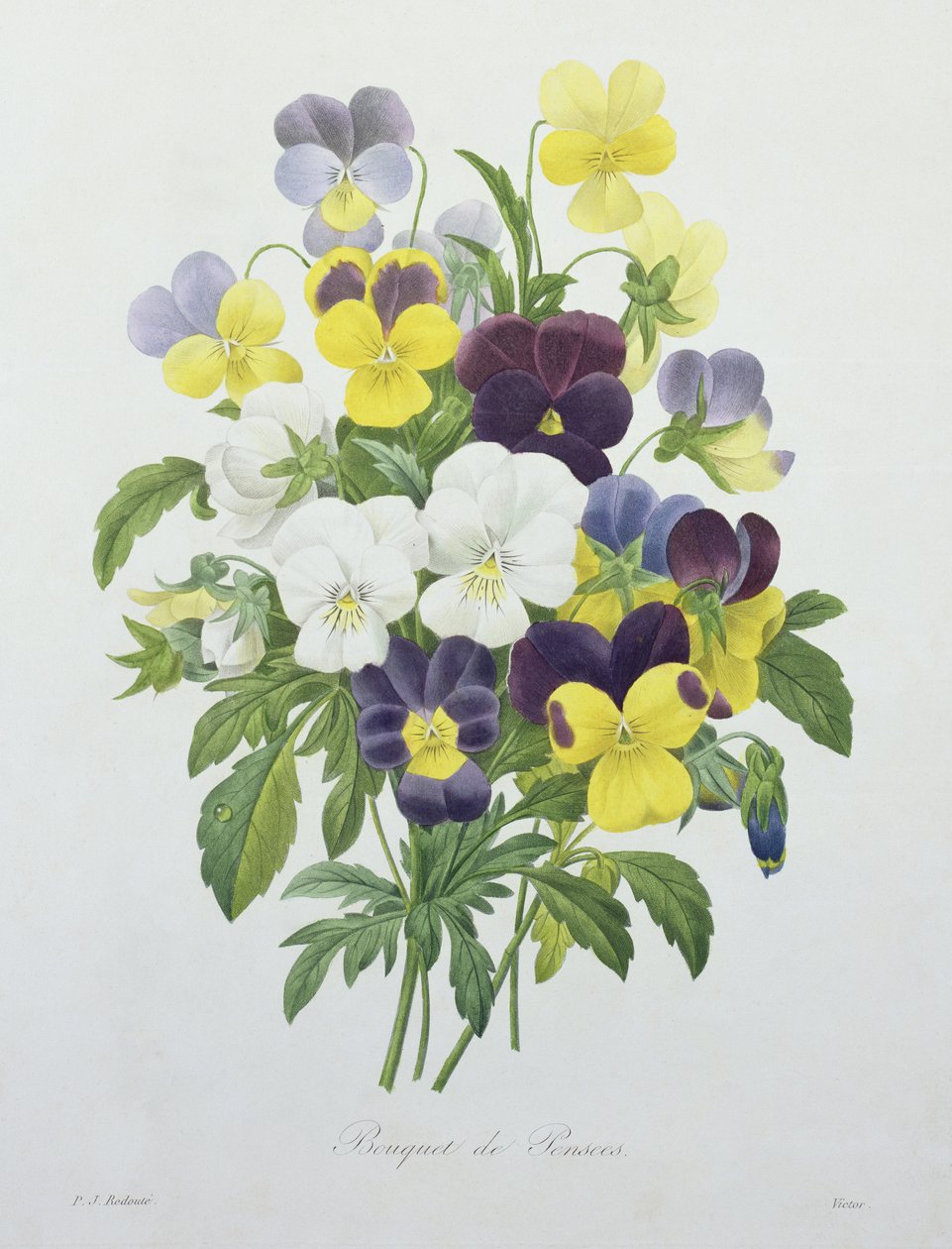 1827年の「Choix des Plus Belles Fleurs」からビクターが刻印したパンジーの花束 作： ピエール・ジョゼフ・ルドゥーテ