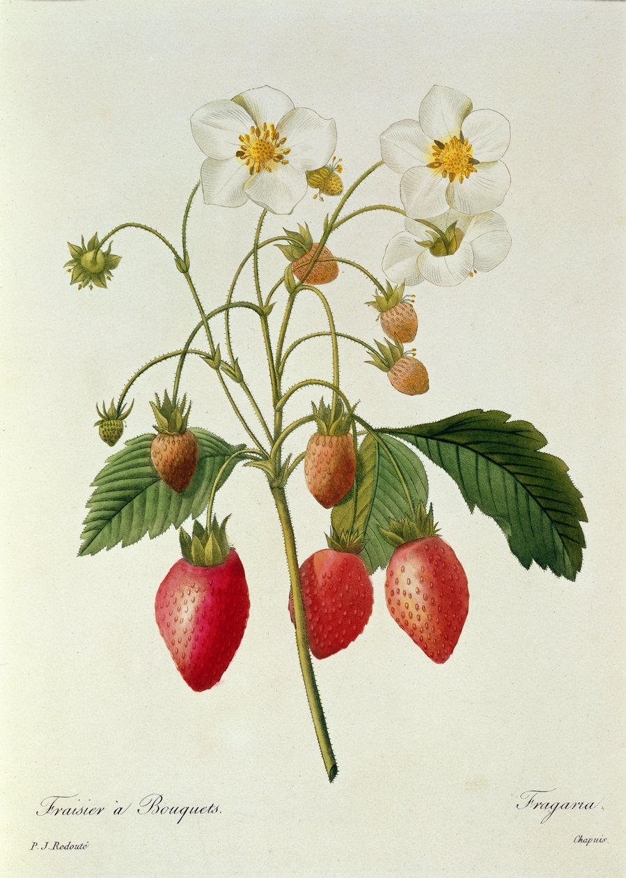 シャプイによって彫刻されたフラガリア（ストロベリー）、「Choix des Plus Belles Fleurs」、1827年〜33年 作： ピエール・ジョゼフ・ルドゥーテ