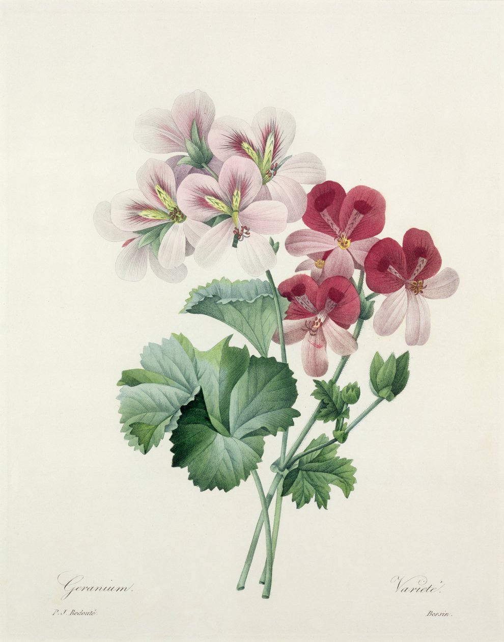 1827年の「Choix des Plus Belles Fleurs」のゼラニウムバラエティ（クレーンの法案） 作： ピエール・ジョゼフ・ルドゥーテ