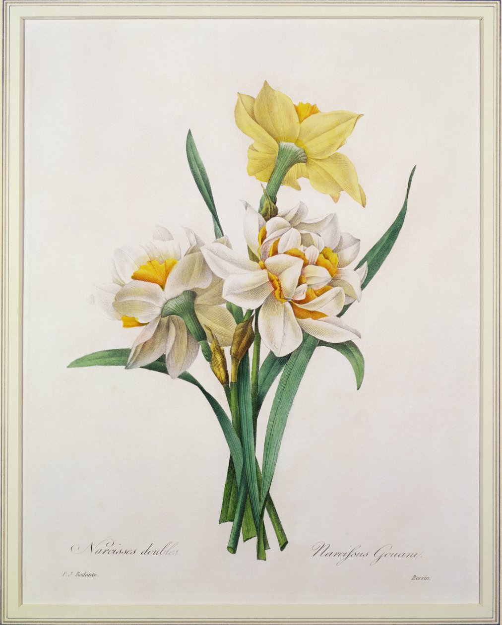 1827年の「Choix des Plus Belles Fleurs」からベッサンによって彫刻された水仙グアニ（二重水仙） 作： ピエール・ジョゼフ・ルドゥーテ