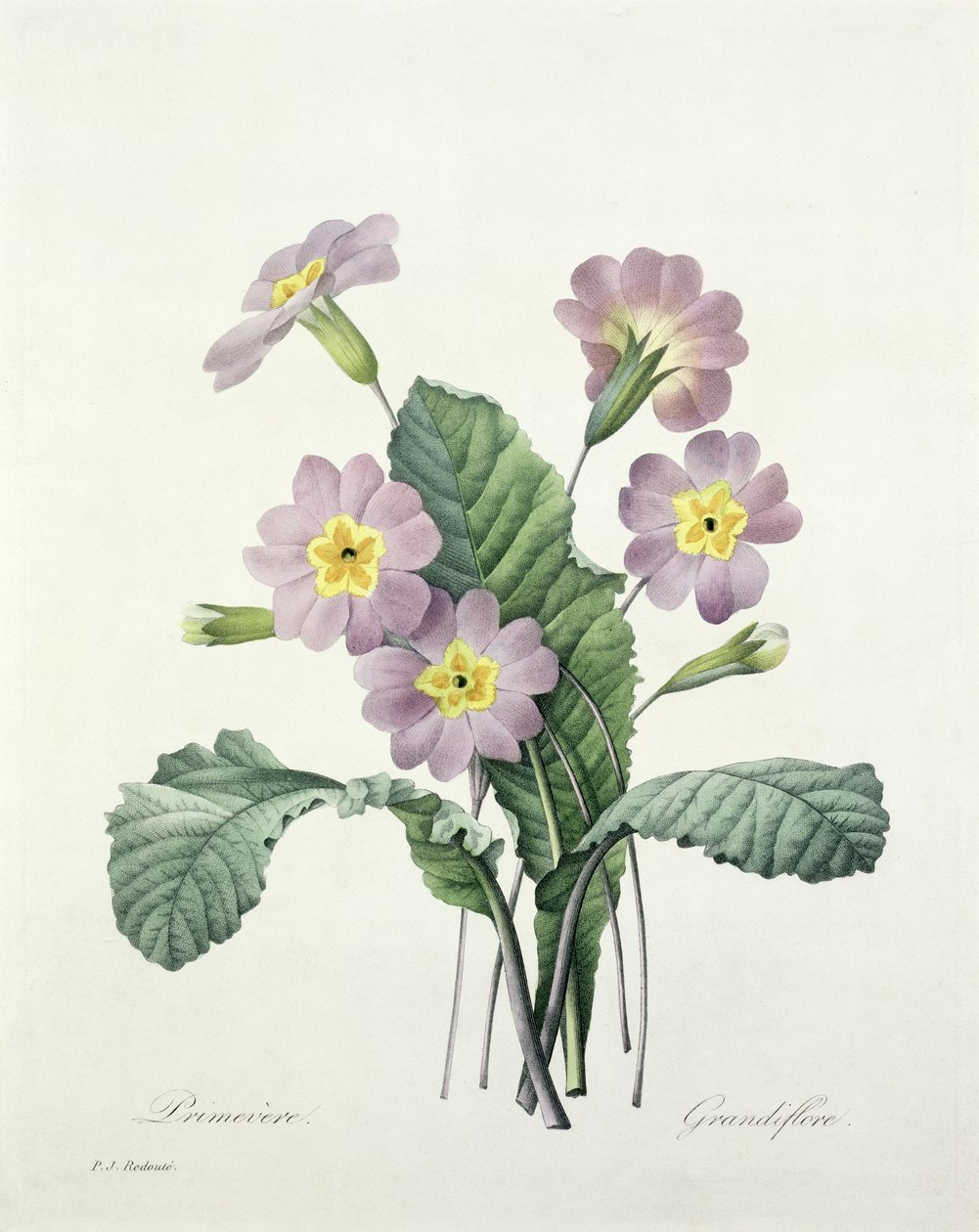 プリムラ（プリムローズ）、ベッサンによって刻まれた、「Choix des Plus Belles Fleurs」、1827年 作： ピエール・ジョゼフ・ルドゥーテ