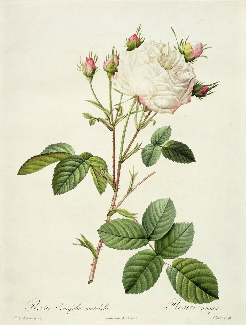 Rosa Centifolia Mutabilis、Bessinによって刻まれ、Remondによって公開 作： ピエール・ジョゼフ・ルドゥーテ