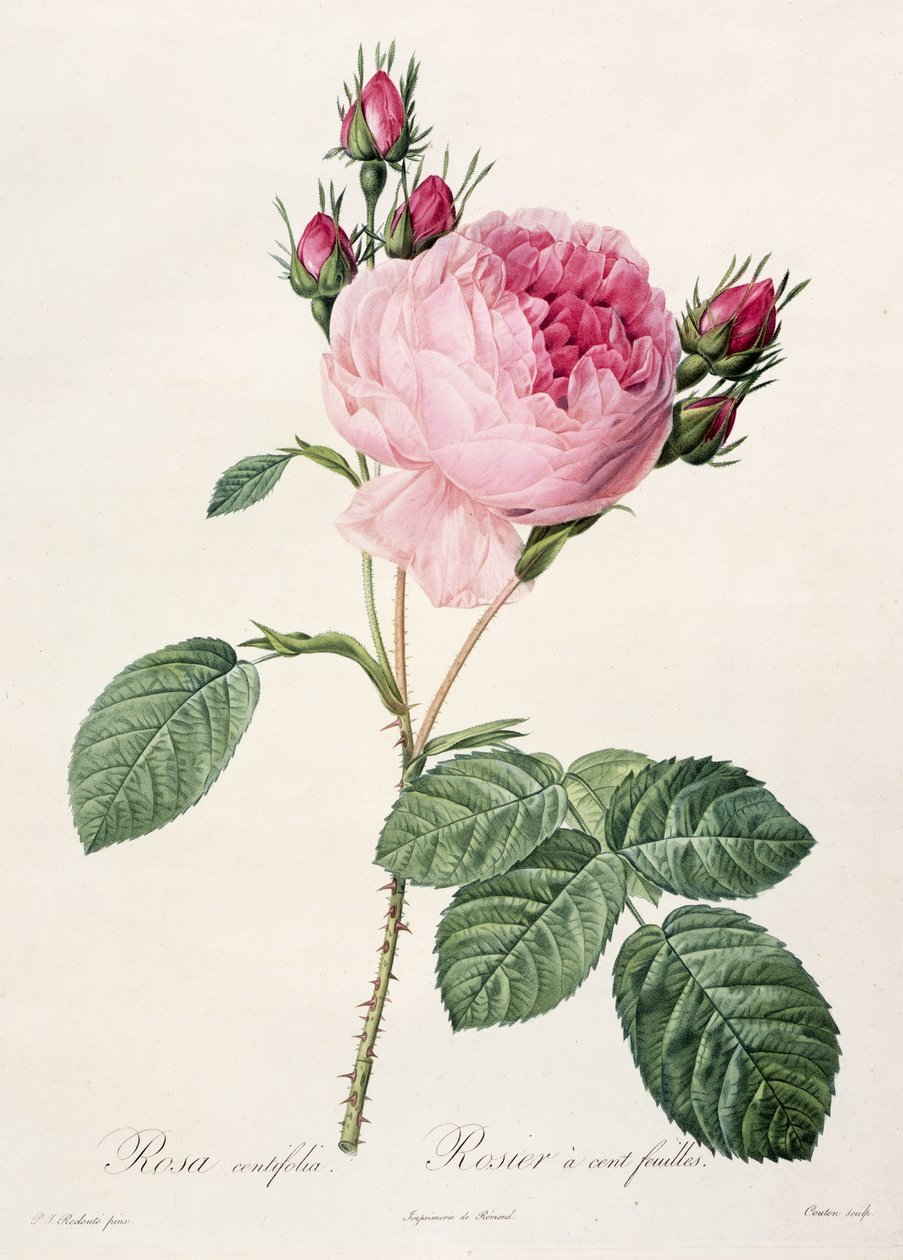 ローザセンティフォリア、「Les Roses」から、Coutenによって彫刻され、1817年にRemondから出版 作： ピエール・ジョゼフ・ルドゥーテ