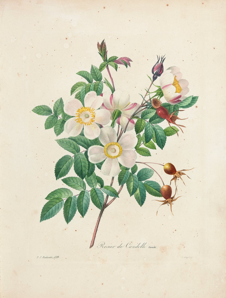 Rosier de Candolle、「最も美しい花と最も美しい果実の選択」、Vol。私、1827-33 作： ピエール・ジョゼフ・ルドゥーテ