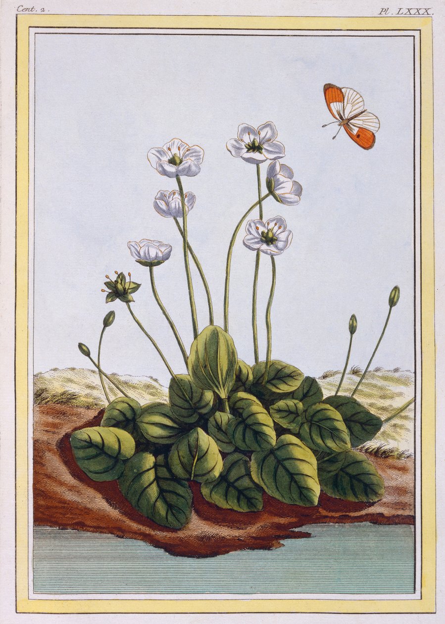 Chiendent de Parnasse（パルナッソスの草）、1776年頃（手彩色の彫刻） 作： ピエールジョセフブチョス