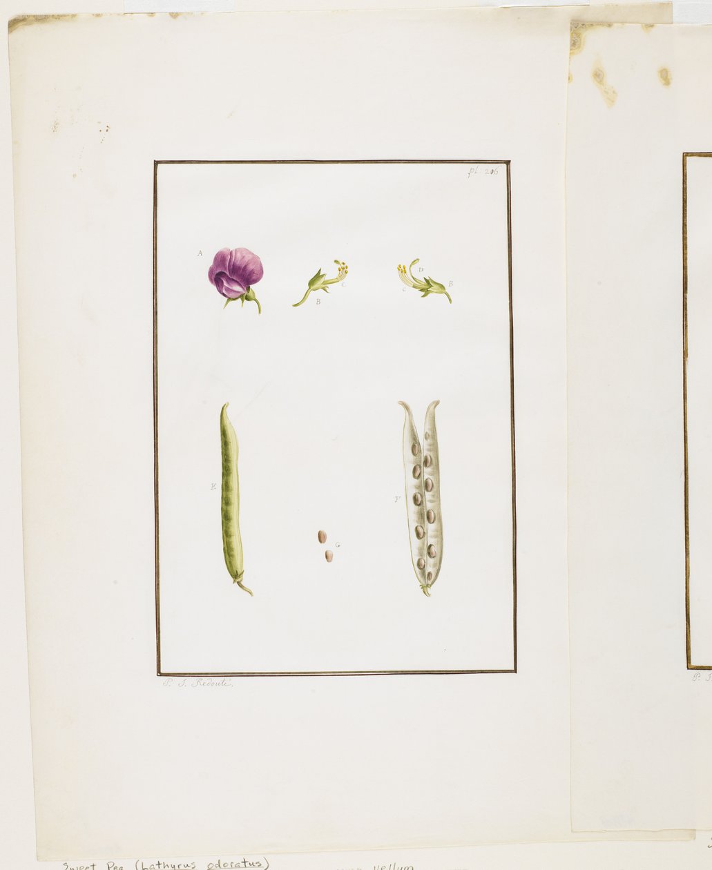 植物の解剖：スイートピー（Lathyrus odoratus）、c.1778-90（紙と紙とグラファイト） 作： ピエール・ジョゼフ・ルドゥーテ