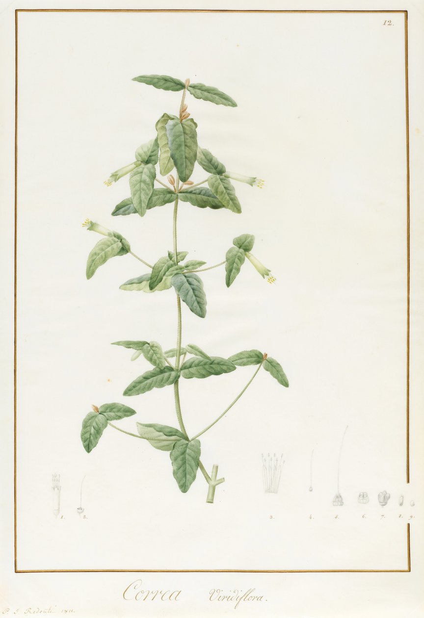 Correa Vieisiflora、1811（ベラム上の痕跡量のグラファイト上のWCおよびボディカラー） 作： ピエール・ジョゼフ・ルドゥーテ