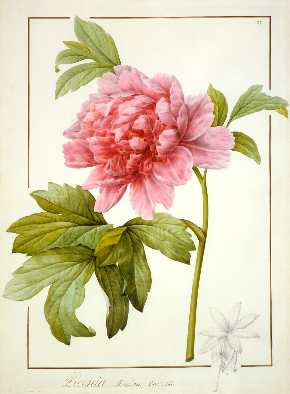 Paeonia Suffruticosa、1812（ベラムの痕跡量のグラファイト上にアラビア語のガムを使用したトイレ） 作： ピエール・ジョゼフ・ルドゥーテ