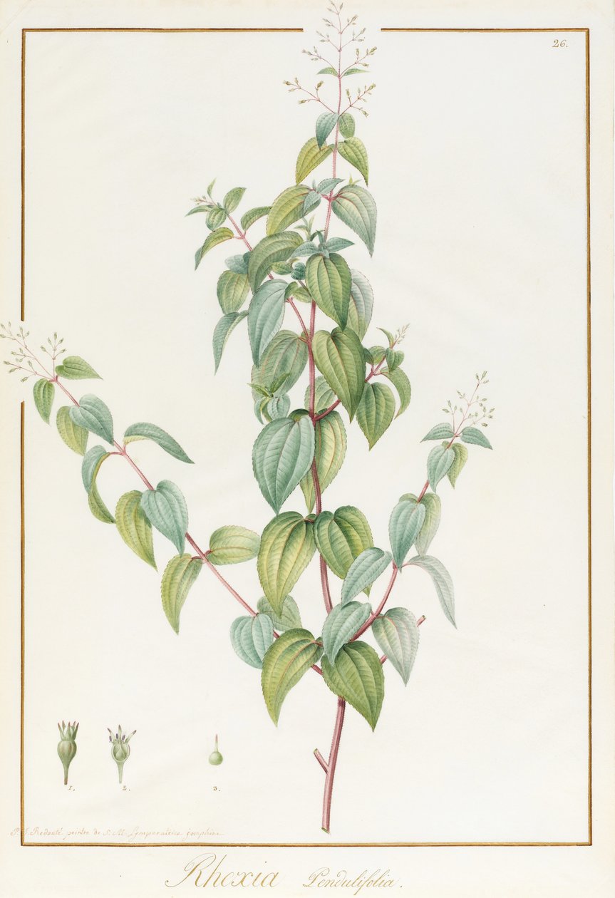 Rhexia Pendulifolia（ベラム上の痕跡量のグラファイト上のWCおよびボディカラー） 作： ピエール・ジョゼフ・ルドゥーテ