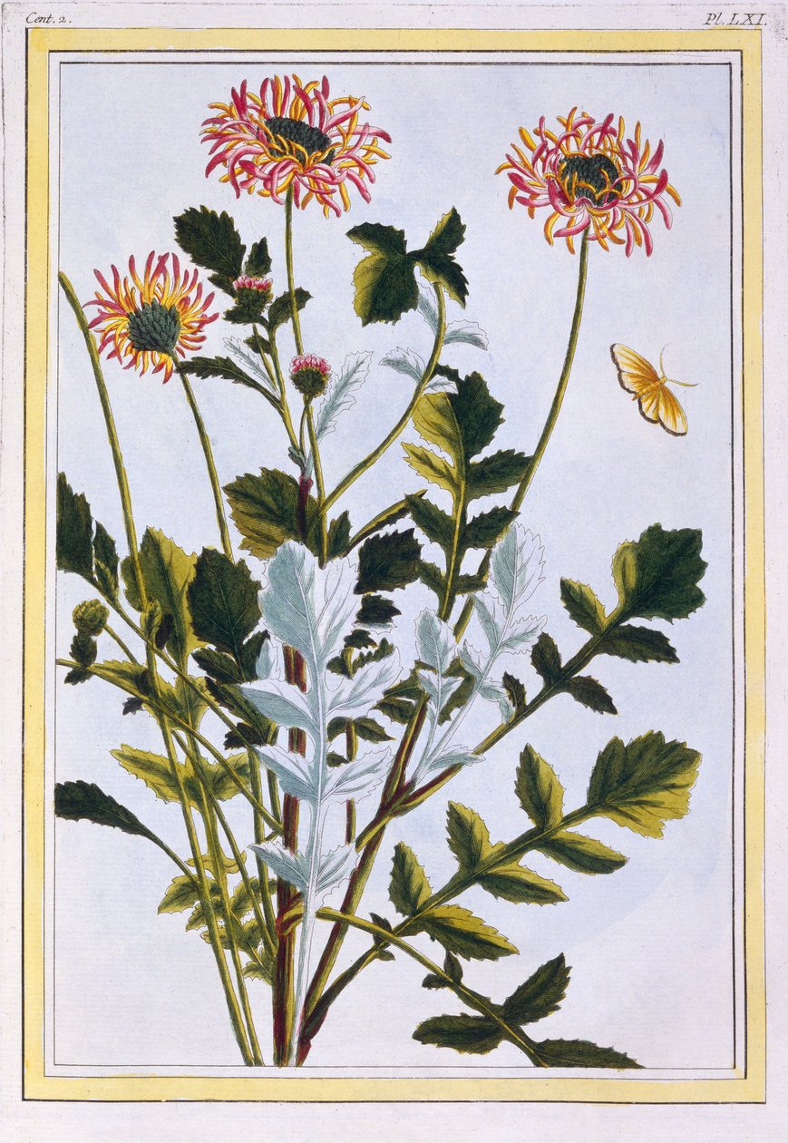 Ethiopian Arctotis African Daisy,  pub. 1776.    1193911   ja       japanese Successfully Translated  Original: Tomkins Degree Supper and How it Ended Translat: Tomkin