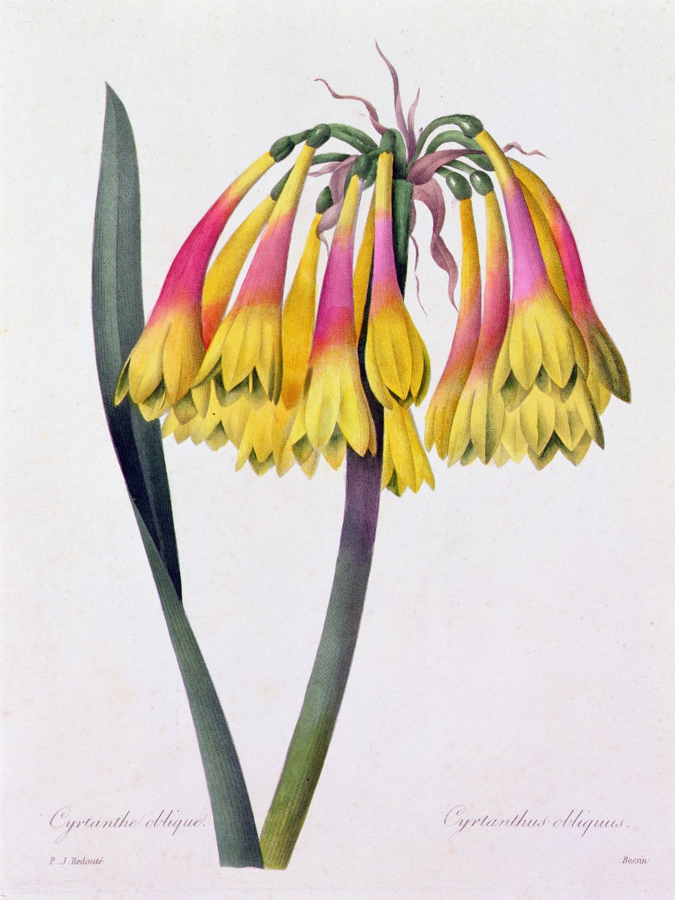 Cyrtanthus Obliquus (カラー彫刻) 作： ピエール・ジョゼフ・ルドゥーテ