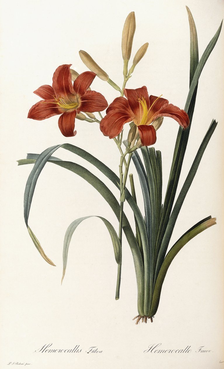 Hemerocallis Fulva-ヘメロカレスフォーブ 作： ピエール・ジョゼフ・ルドゥーテ