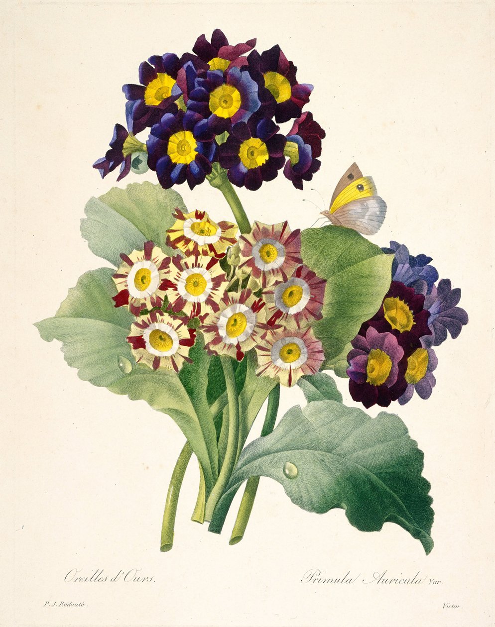 Primula auricula Primroses、1827年。 作： ピエール・ジョゼフ・ルドゥーテ